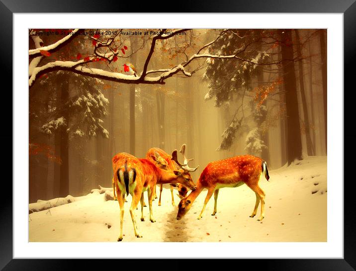  Fallow Deer Framed Mounted Print by Sharon Lisa Clarke