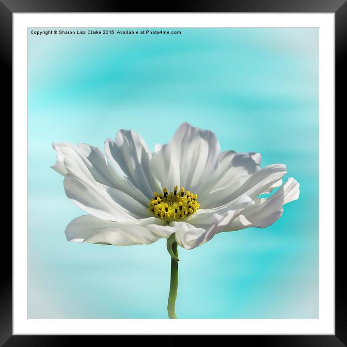 White Cosmos Framed Mounted Print by Sharon Lisa Clarke