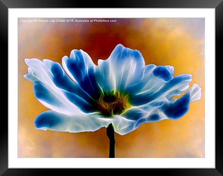  Blue Cosmos Framed Mounted Print by Sharon Lisa Clarke