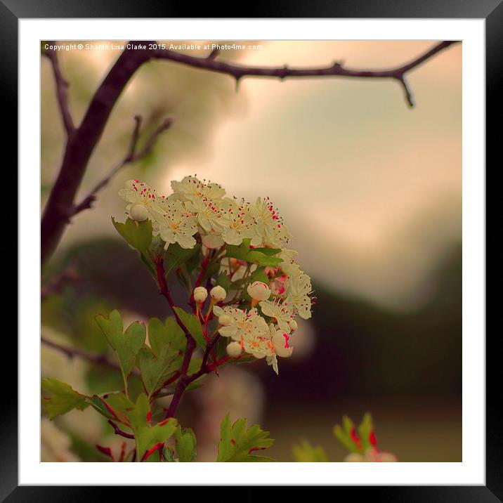  Pink May Framed Mounted Print by Sharon Lisa Clarke