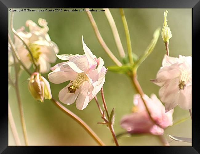 Aquilegia forest Framed Print by Sharon Lisa Clarke