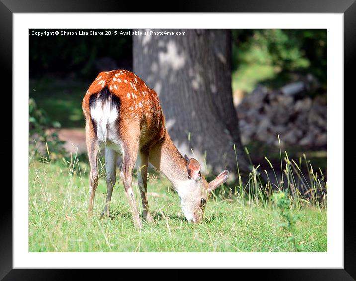  Bambi Framed Mounted Print by Sharon Lisa Clarke