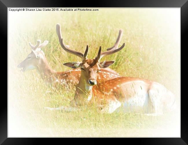  Deer at rest Framed Print by Sharon Lisa Clarke