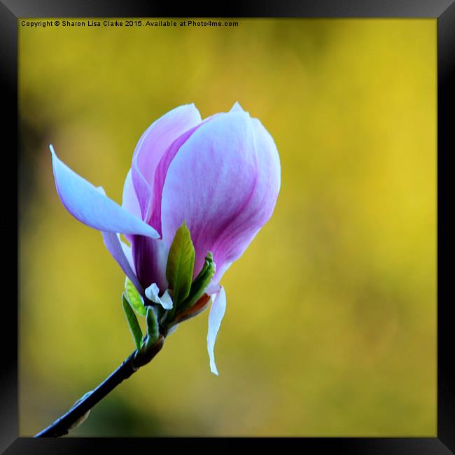  Lilac Magnolia Framed Print by Sharon Lisa Clarke