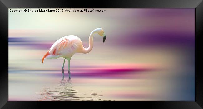  Flamingo Skies Framed Print by Sharon Lisa Clarke