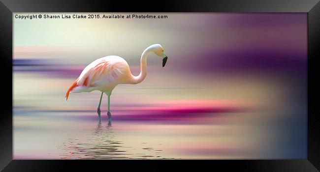  Flamingo Skies 2 Framed Print by Sharon Lisa Clarke