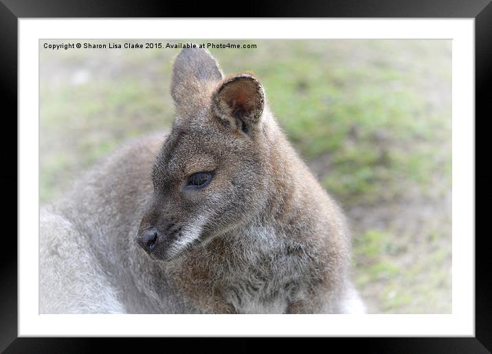  Wallaby Framed Mounted Print by Sharon Lisa Clarke