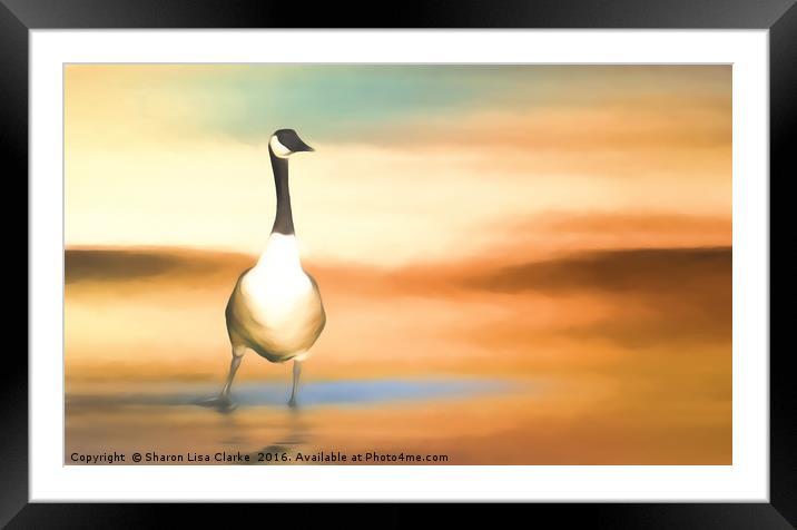 Canada Goose Framed Mounted Print by Sharon Lisa Clarke