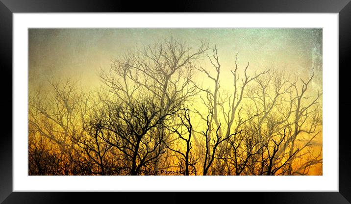 Illuminated Forest Framed Mounted Print by Sharon Lisa Clarke