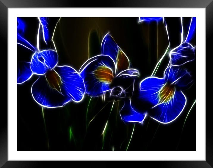 Iris Lights Framed Mounted Print by Sharon Lisa Clarke
