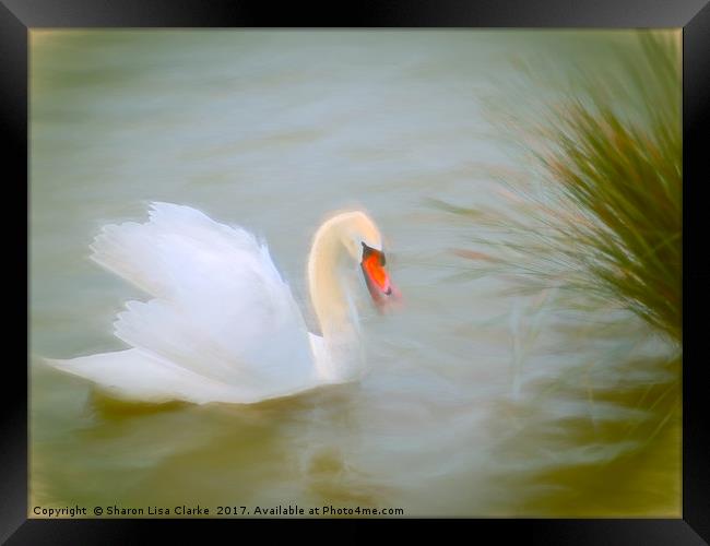Soft swan lake Framed Print by Sharon Lisa Clarke