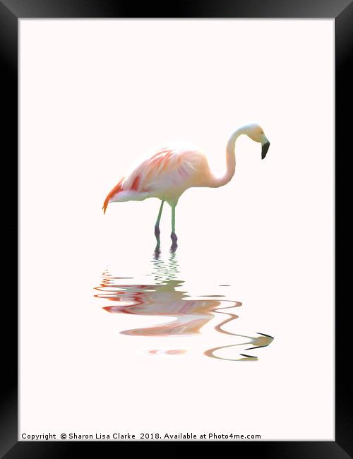 Simply flamingo Framed Print by Sharon Lisa Clarke