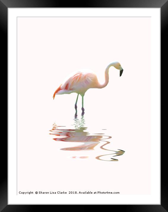 Simply flamingo Framed Mounted Print by Sharon Lisa Clarke