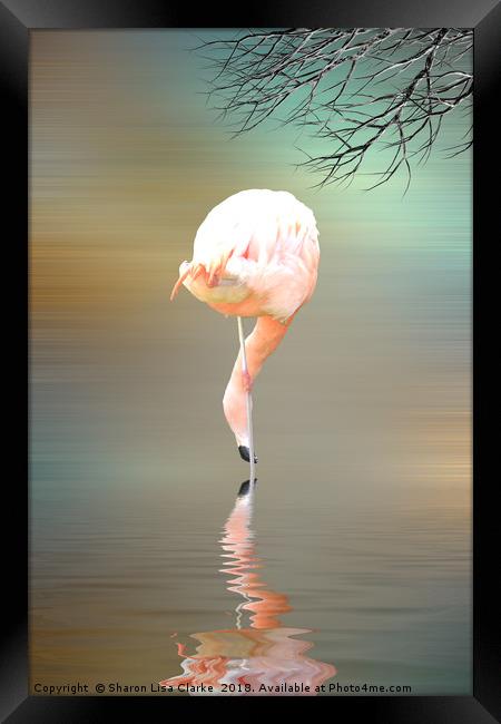 Feathered in pink Framed Print by Sharon Lisa Clarke