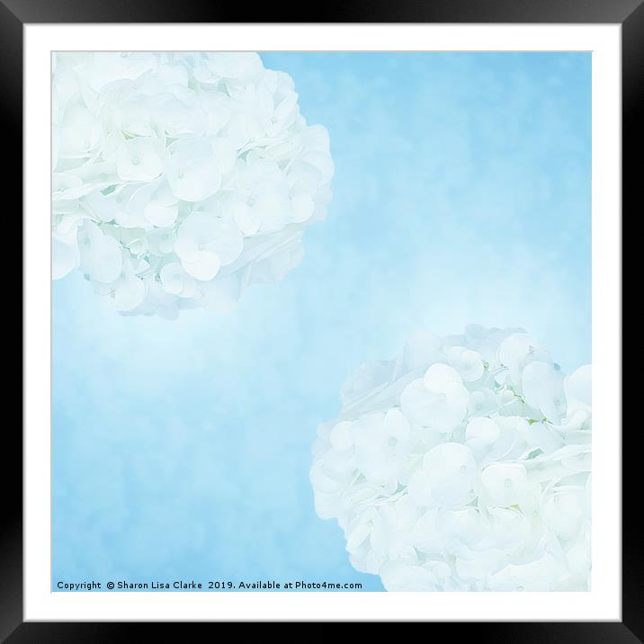 Cotton soft hydrangeas 2 Framed Mounted Print by Sharon Lisa Clarke