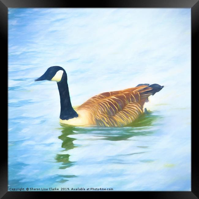 Lone Canada Goose Framed Print by Sharon Lisa Clarke