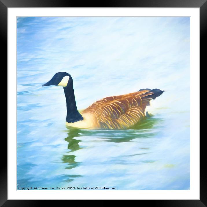 Lone Canada Goose Framed Mounted Print by Sharon Lisa Clarke