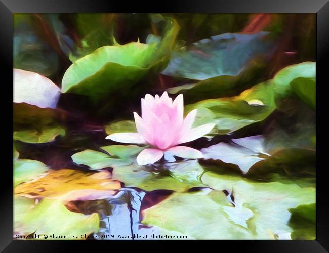 Lily pad Framed Print by Sharon Lisa Clarke
