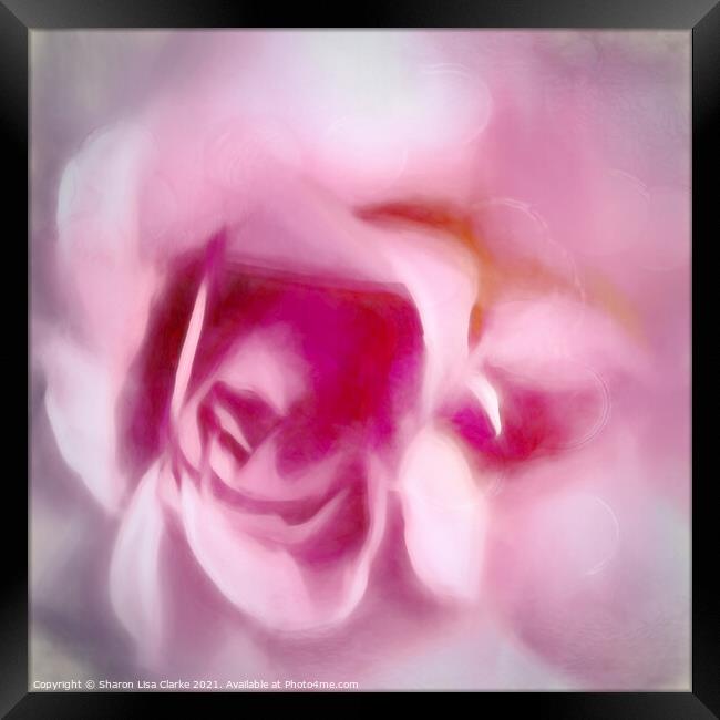 Rose Melts Framed Print by Sharon Lisa Clarke