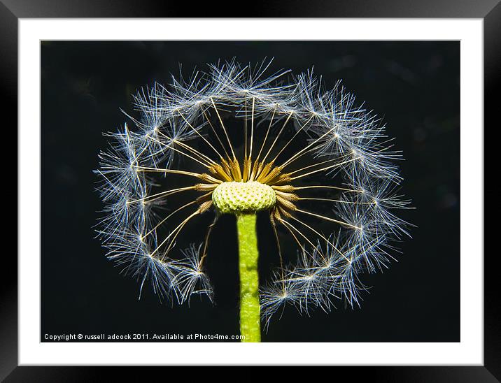 snowflake dandelion Framed Mounted Print by russell adcock
