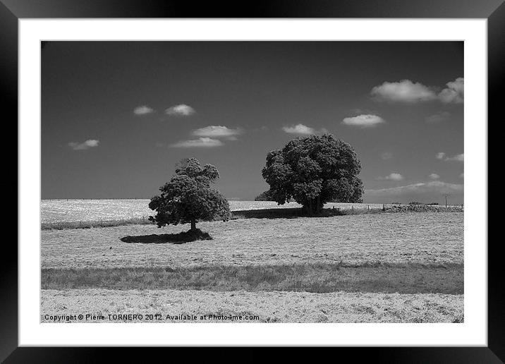 Trees hammered by sun Framed Mounted Print by Pierre TORNERO