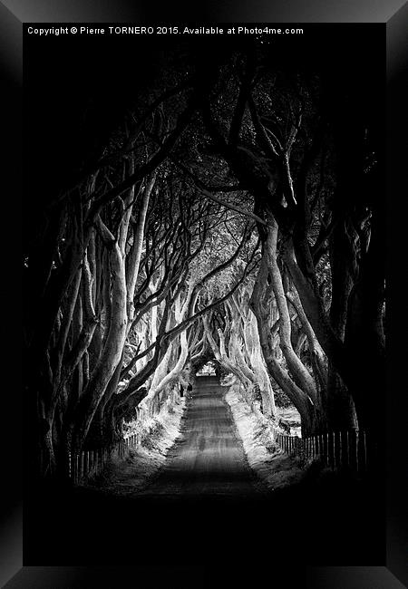 Vert Irlande- The Dark Hedges. Framed Print by Pierre TORNERO
