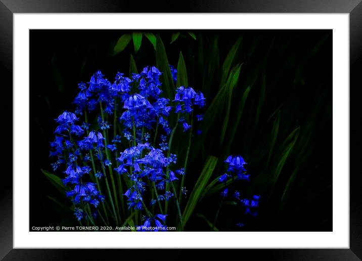 Bluebells Framed Mounted Print by Pierre TORNERO