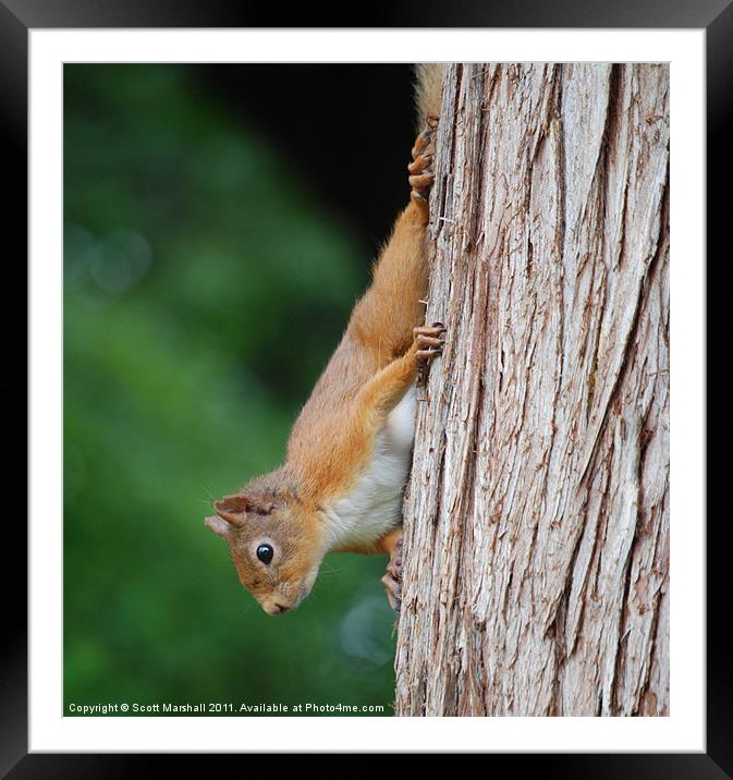 Red Descent Framed Mounted Print by Scott K Marshall