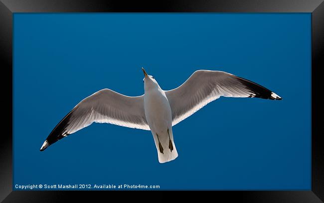 Jonathan Livingston Seagull Framed Print by Scott K Marshall