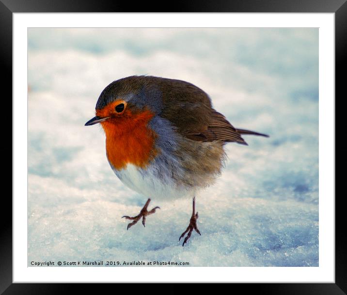 Snow Robin Framed Mounted Print by Scott K Marshall