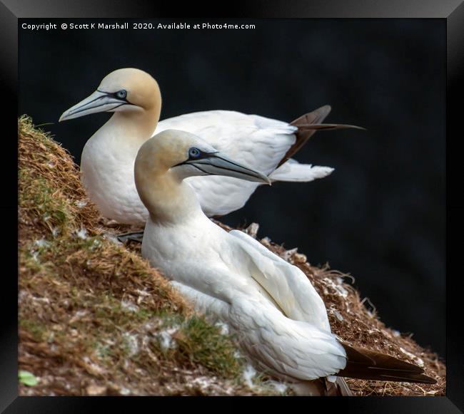 Troup Head Gannet Framed Print by Scott K Marshall