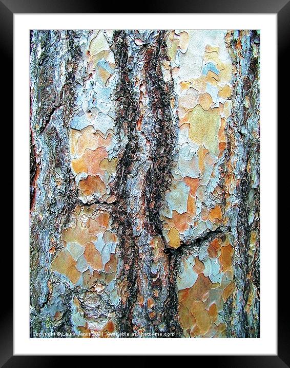 Tree Bark, Wisley Gardens, Surrey. Framed Mounted Print by Laura Jarvis