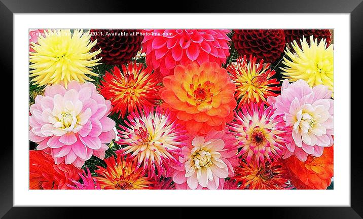 A riot of Dahlias Framed Mounted Print by Laura Jarvis