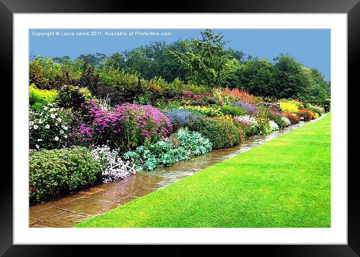 Herbaceous border after rain. Framed Mounted Print by Laura Jarvis