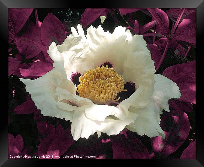 Beautiful White Tree Paeony Blossom Framed Print by Laura Jarvis