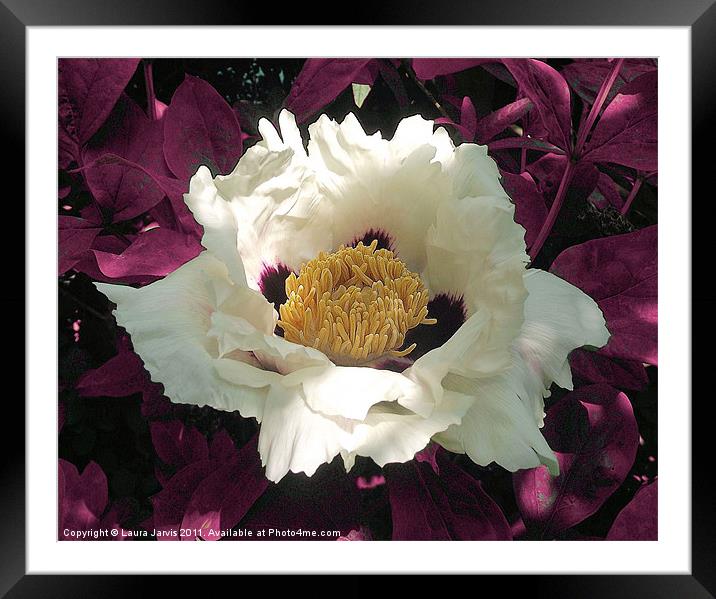 Beautiful White Tree Paeony Blossom Framed Mounted Print by Laura Jarvis