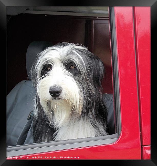 The Faithful Passenger Framed Print by Laura Jarvis