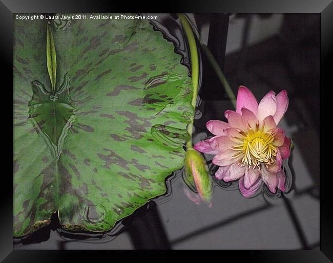 Reflections in a Lilly Pond Framed Print by Laura Jarvis