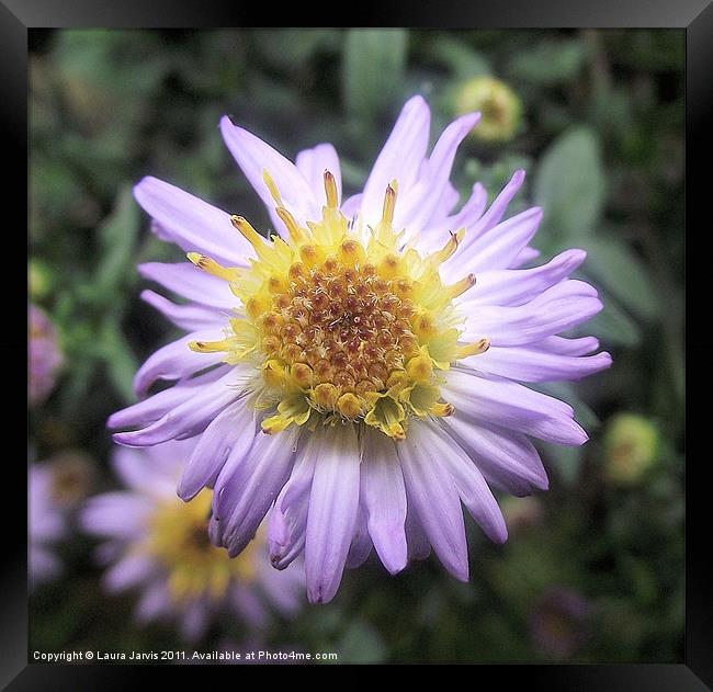 Lilac Michaelmas Daisy Framed Print by Laura Jarvis