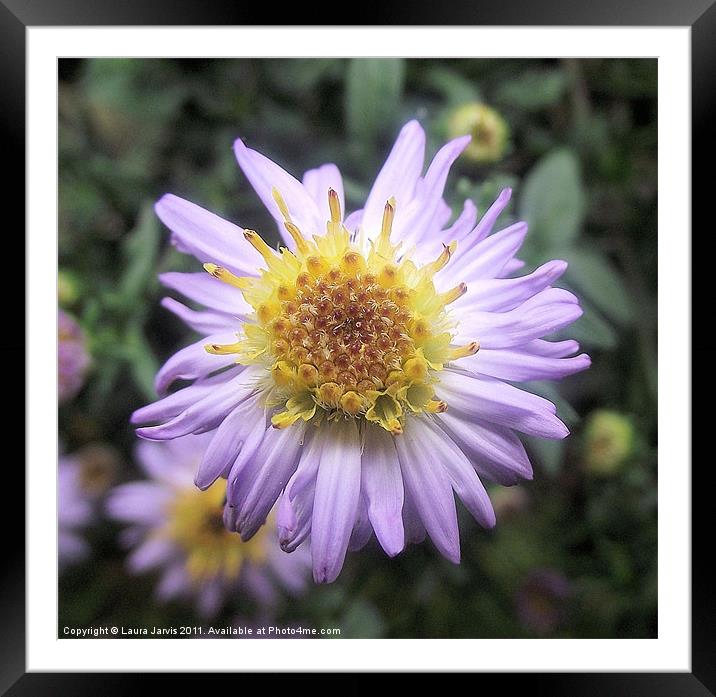 Lilac Michaelmas Daisy Framed Mounted Print by Laura Jarvis