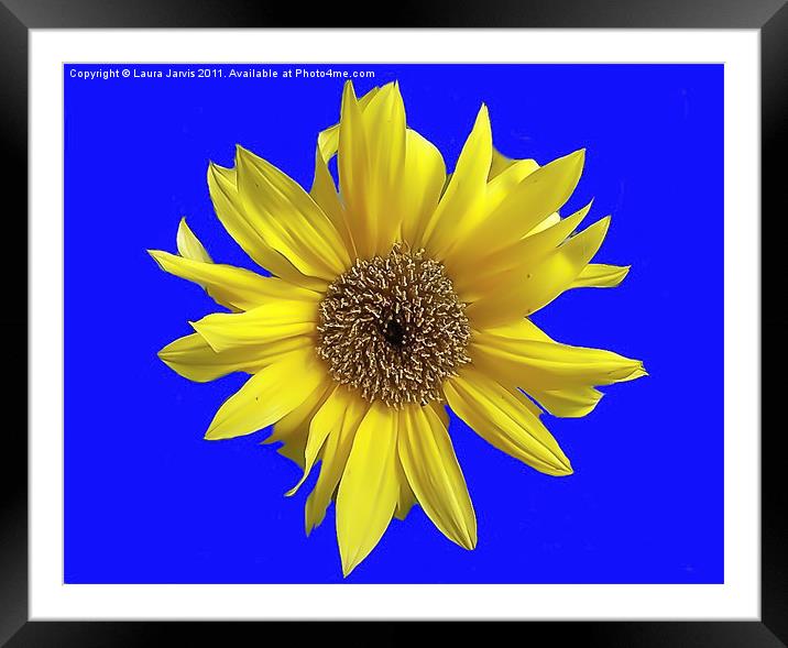 Dwarf Sunflower on a Blue Background Framed Mounted Print by Laura Jarvis