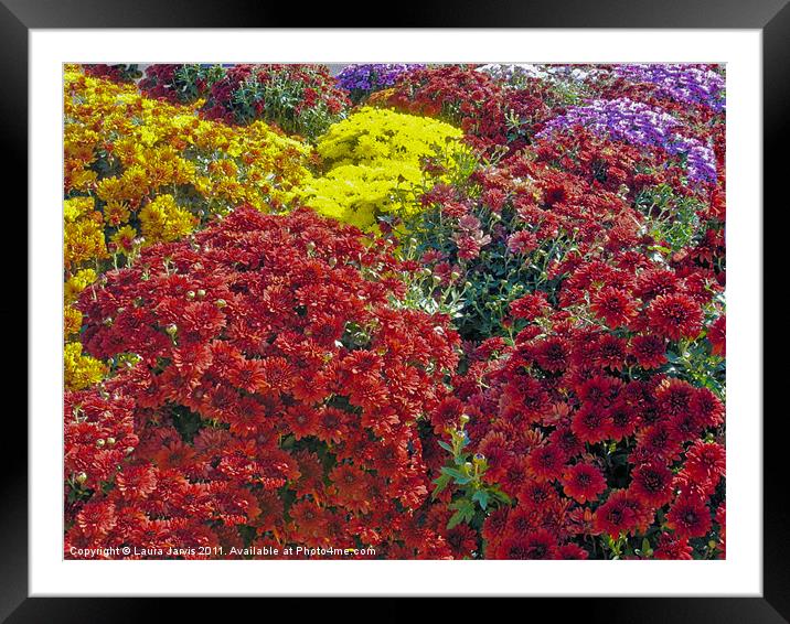 Chrysanthemums Framed Mounted Print by Laura Jarvis