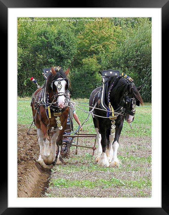 Shire Horses in Ploughing Competition Framed Mounted Print by Laura Jarvis