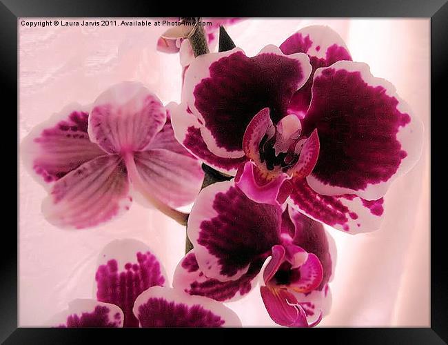 Phaelenopsis Orchid Framed Print by Laura Jarvis