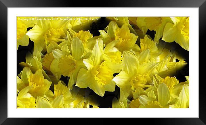 Yellow Beauties. Framed Mounted Print by Laura Jarvis