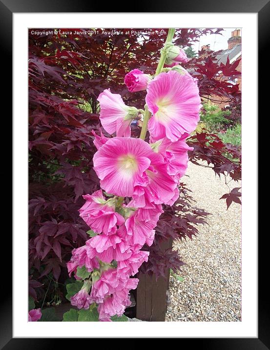 Hollyhock and Acer Framed Mounted Print by Laura Jarvis