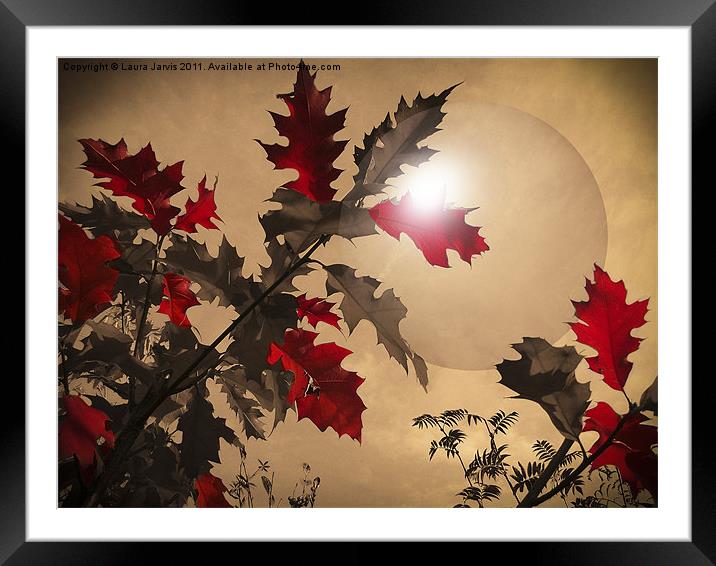 Red Oak leaves Framed Mounted Print by Laura Jarvis