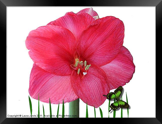 Amaryllis Framed Print by Laura Jarvis