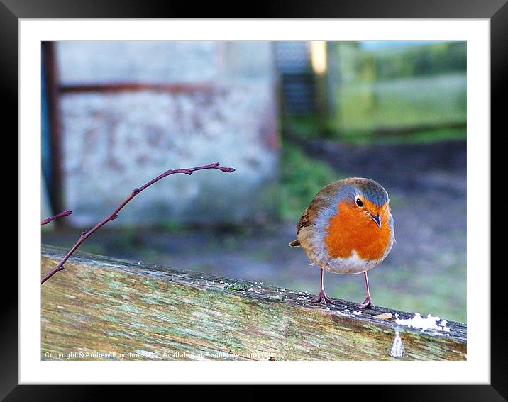 A curious robin Framed Mounted Print by Andrew Poynton