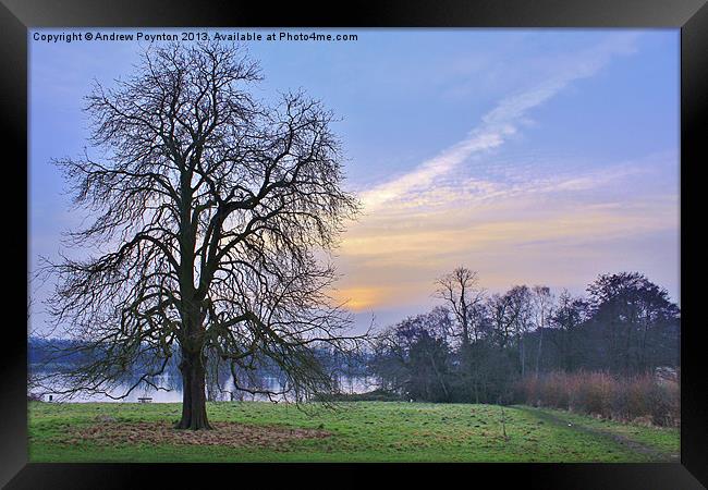 Himley Park Framed Print by Andrew Poynton